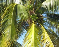 Vacation Rental Coconut Haven