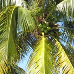 Rental Coconut Haven